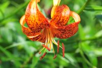 Big orange flowers with brown spots